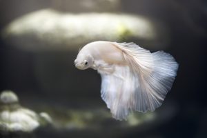 De onbekende wereld van vissen als huisdieren